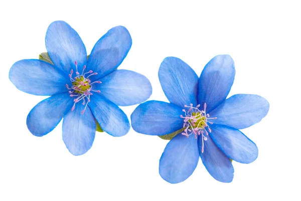 Hepatica Nobilis Eerste Lentebloem Geïsoleerd Witte Achtergrond — Stockfoto