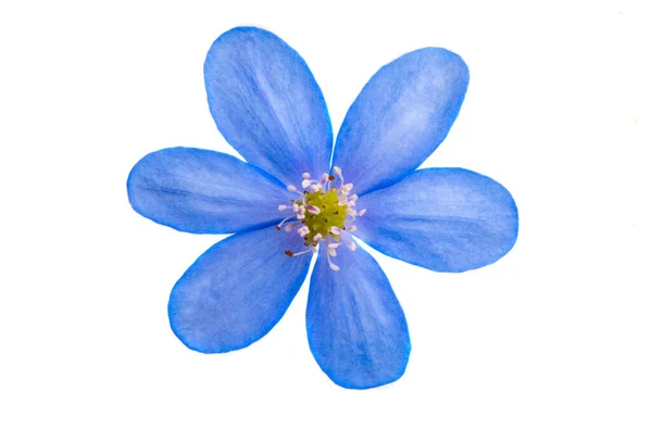Hepatica Nobilis Πρώτο Ανοιξιάτικο Λουλούδι Που Απομονώθηκε Λευκό Φόντο — Φωτογραφία Αρχείου