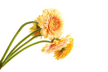 Gerbera çiçeği beyaz arkaplanda izole edilmiş