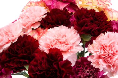 Beyaz arka planda izole edilmiş karanfil demeti.