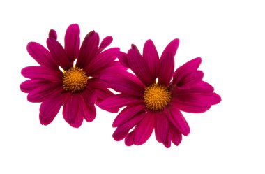 Kasımpatı beyaz arkaplanda izole edildi