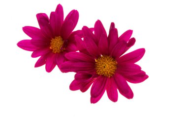 Kasımpatı beyaz arkaplanda izole edildi