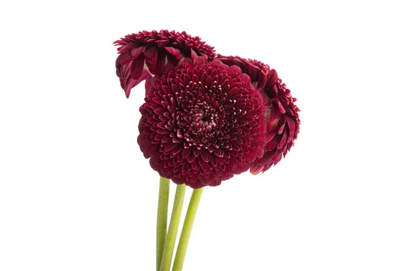 Flor Gerbera Isolada Sobre Fundo Branco — Fotografia de Stock