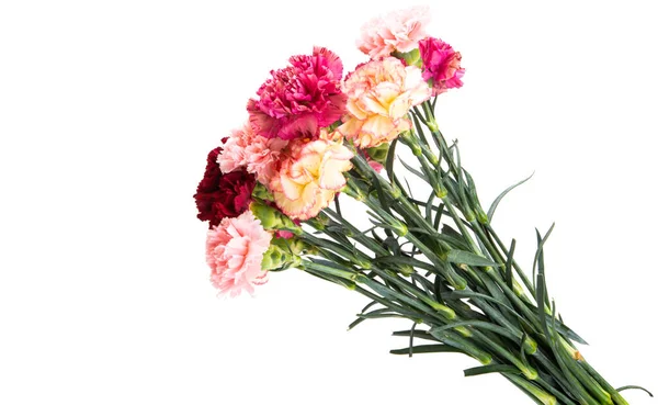 Bouquet Carnations Isolated White Background — Stock Photo, Image