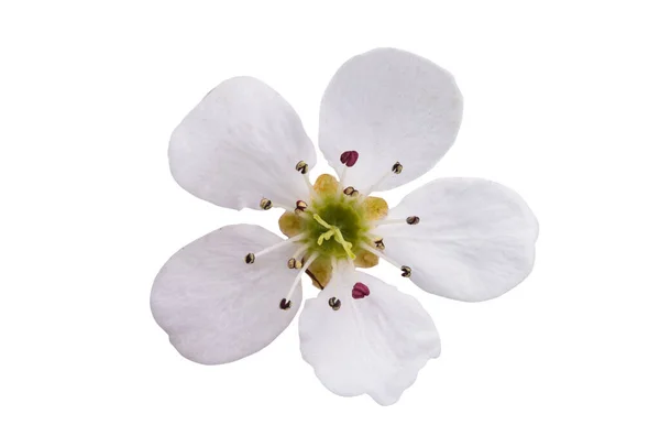 Груша Квітка Ізольована Білому Тлі — стокове фото