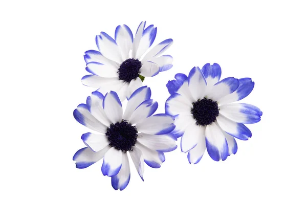 Blauwe Cineraria Geïsoleerd Witte Achtergrond — Stockfoto