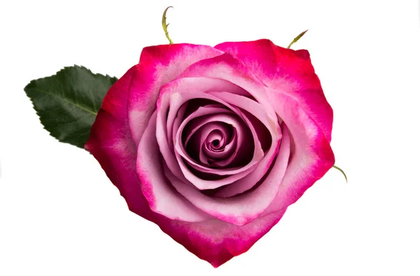 Šeříková Růže Izolované Bílém Pozadí — Stock fotografie