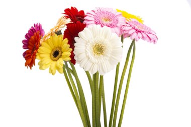 Gerbera çiçeği beyaz arkaplanda izole edilmiş