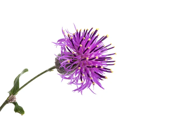 Flor Cardo Aislado Sobre Fondo Blanco — Foto de Stock