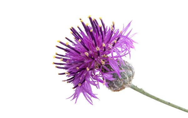 Thistle Flower Isolated White Background — Stock Photo, Image