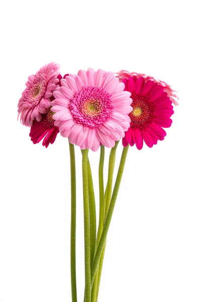 Gerbera Flower Isolated White Background — Stock Photo, Image