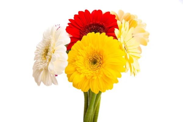 Gerbera Bloem Geïsoleerd Witte Achtergrond — Stockfoto