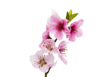 Kiraz çiçekleri, beyaz arka planda izole edilmiş sakura çiçekleri.