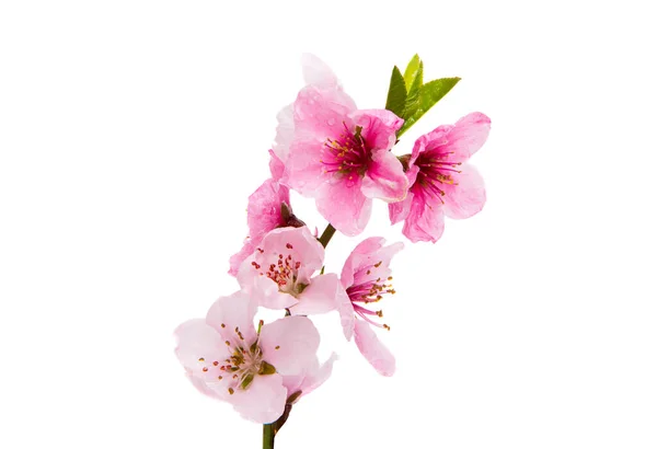Цветок Сакуры Цветы Сакуры Белом Фоне — стоковое фото