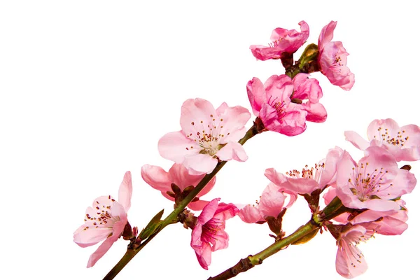 Fiori Ciliegio Fiori Sakura Isolati Sfondo Bianco — Foto Stock