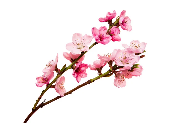 Цветок Сакуры Цветы Сакуры Белом Фоне — стоковое фото