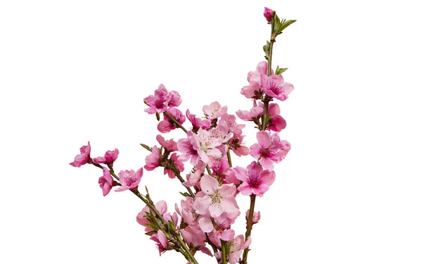 Körsbärsblomma Sakura Blommor Isolerad Vit Bakgrund — Stockfoto