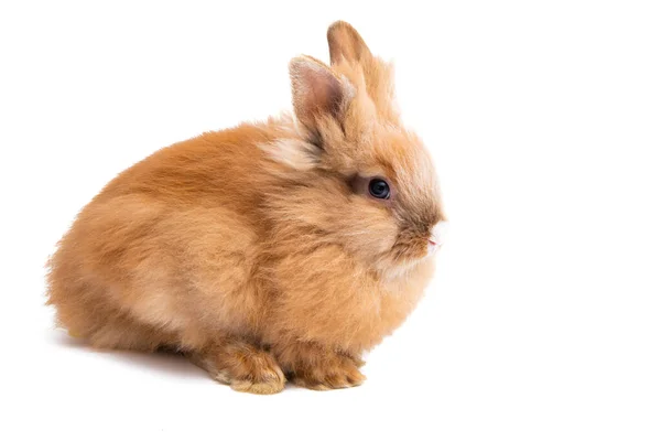 Rabbit Isolated White Background — Stock Photo, Image