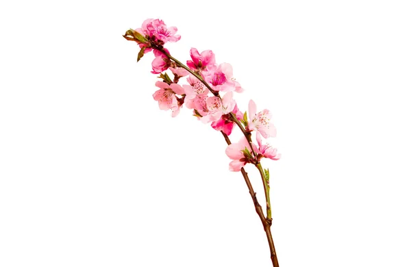 Cherry Blossom Sakura Flowers Isolated White Background — Stock Photo, Image