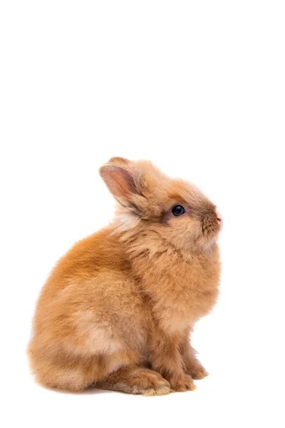Кролик Изолирован Белом Фоне — стоковое фото