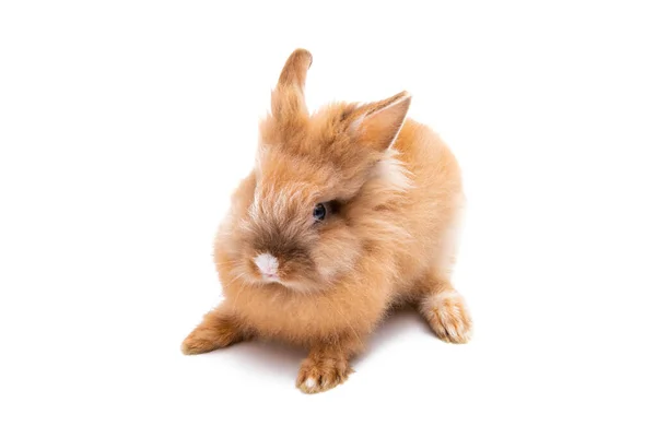 Conejo Aislado Sobre Fondo Blanco — Foto de Stock