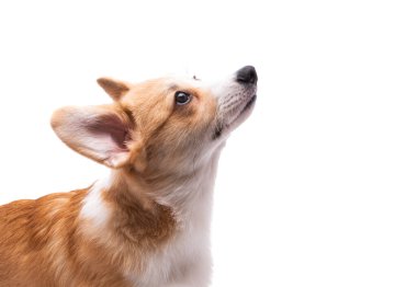 Corgi köpek yavrusu beyaz arkaplanda izole edilmiş