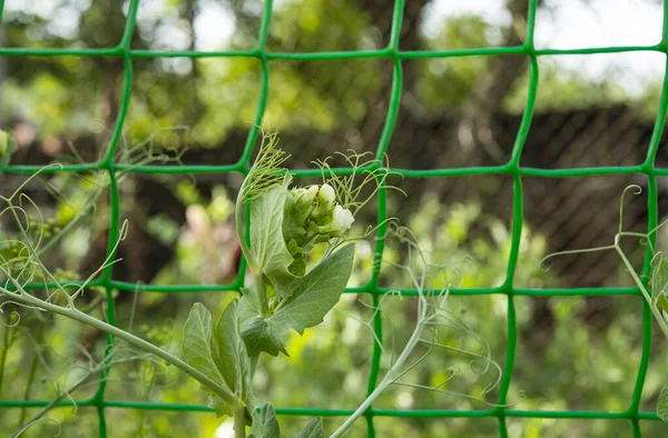 Green Peas Growing Farm — Stock Photo, Image