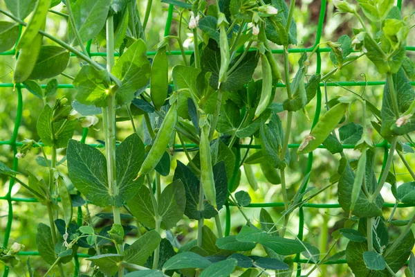 Green Peas Growing Farm — Stock Photo, Image