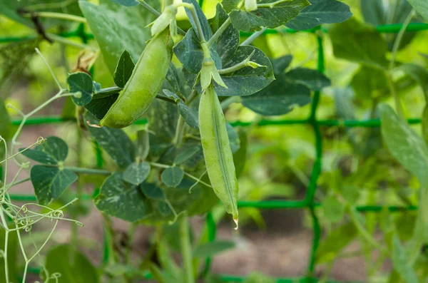 Pois Verts Poussant Ferme — Photo