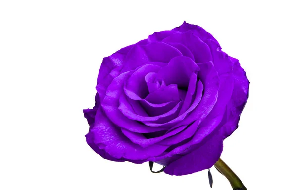 Бузкова Троянда Ізольована Білому Тлі — стокове фото