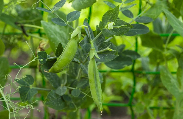 Ervilhas Verdes Que Crescem Fazenda — Fotografia de Stock