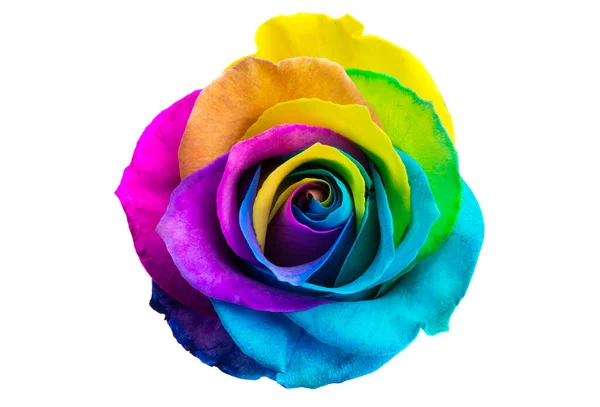Rosa Multicolor Aislada Sobre Fondo Blanco —  Fotos de Stock
