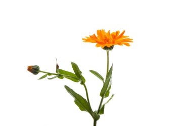 Beyaz arkaplanda izole edilmiş takvim çiçeği 