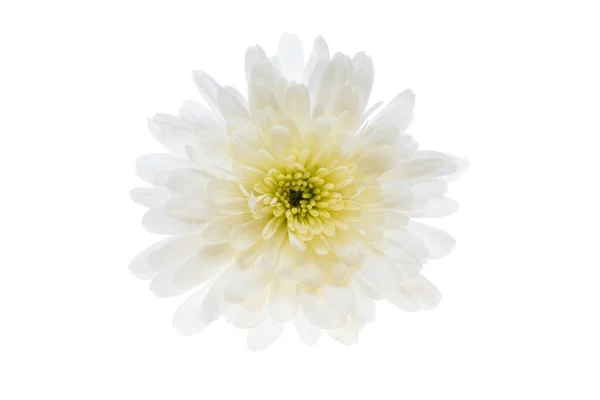 White Chrysanthemum Isolated White Background — Stock Photo, Image