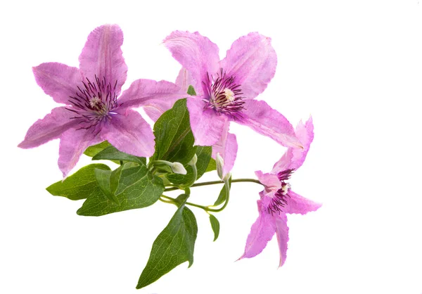 Clematis Blume Auf Weißem Hintergrund — Stockfoto