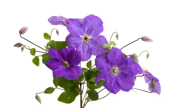 Beyaz Arkaplanda Clematis Çiçeği — Stok fotoğraf