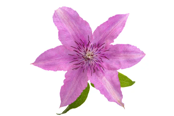 Clematis Bloem Witte Achtergrond — Stockfoto