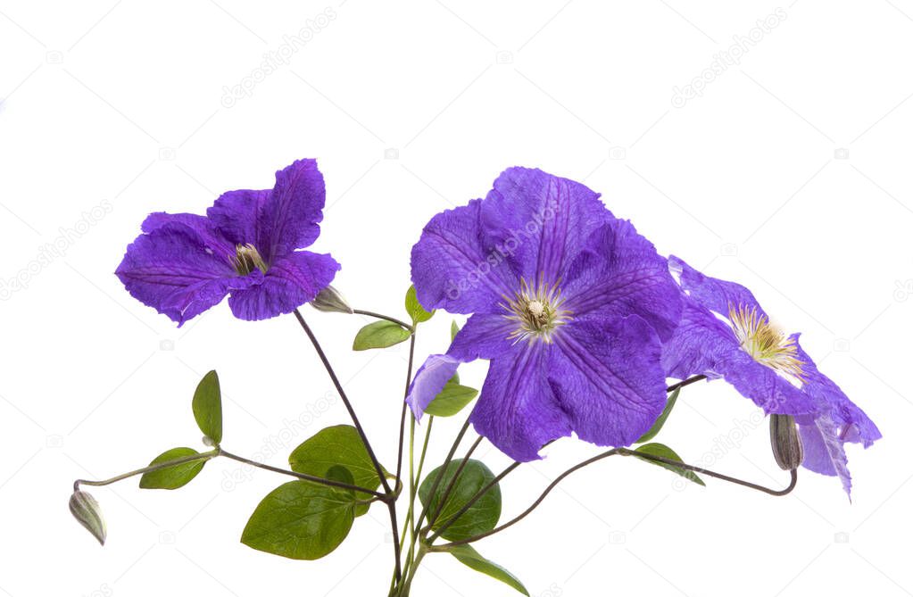  clematis flower on white background