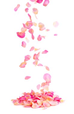 falling rose petals isolated on white background  clipart