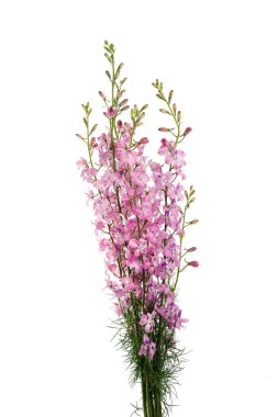 Beyaz arkaplanda izole edilmiş yıllık Delphinium demeti 