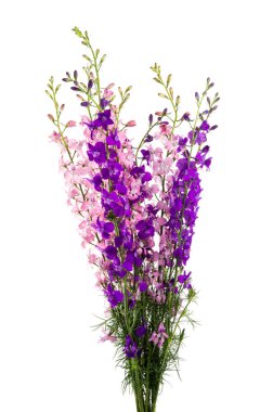 Beyaz arkaplanda izole edilmiş yıllık Delphinium demeti 