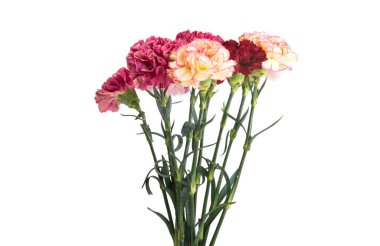 Beyaz arka planda izole edilmiş karanfil demeti.