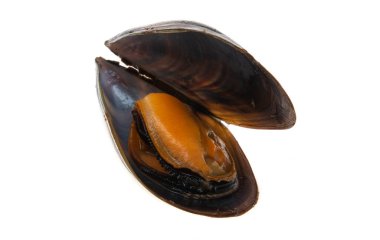 Beyaz arkaplanda yalıtılmış midyeler 