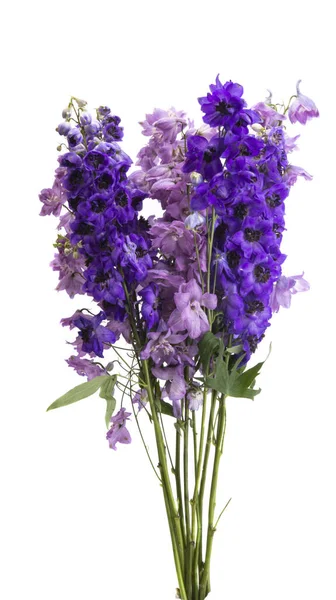 Delphinium Fiore Isolato Sfondo Bianco — Foto Stock