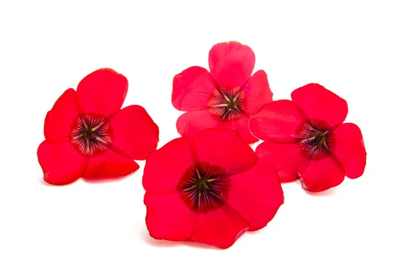 Flor Lino Rojo Aislado Sobre Fondo Blanco —  Fotos de Stock