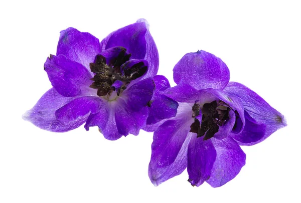 Delphinium Fiore Isolato Sfondo Bianco — Foto Stock