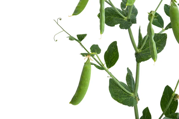 Anbau Grüner Erbsen Isoliert Auf Weißem Hintergrund — Stockfoto