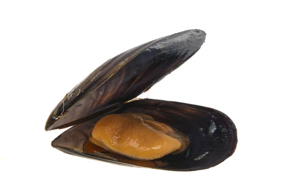 Cozze Isolate Sfondo Bianco — Foto Stock