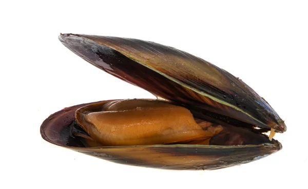 Cozze Isolate Sfondo Bianco — Foto Stock