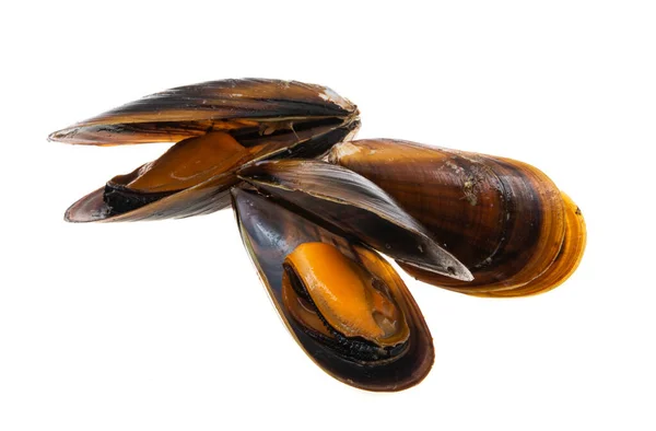 Mussels Isolated White Background — Stock Photo, Image